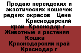 Продаю персидских и экзотических кошечек редких окрасов › Цена ­ 15 000 - Краснодарский край, Краснодар г. Животные и растения » Кошки   . Краснодарский край,Краснодар г.